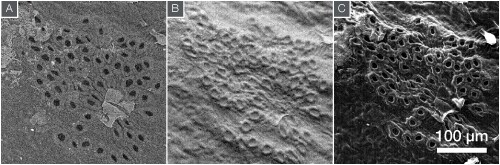 Leaf imaged with backscattered and secondary electron imaging. Leaf imaged with backscattered and secondary electron imaging.