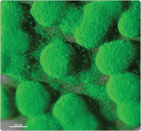 viability-cytotoxicity-assay-reagents.par.28810.image.275.256.1.s003735-viability-cytotoxicity-gif viability-cytotoxicity-assay-reagents.par.28810.image.275.256.1.s003735-viability-cytotoxicity-gif