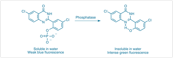 detecting-enzymes.par.91193.image.559.188.1.s000142-enzyme-mediated-formation-gif detecting-enzymes.par.91193.image.559.188.1.s000142-enzyme-mediated-formation-gif