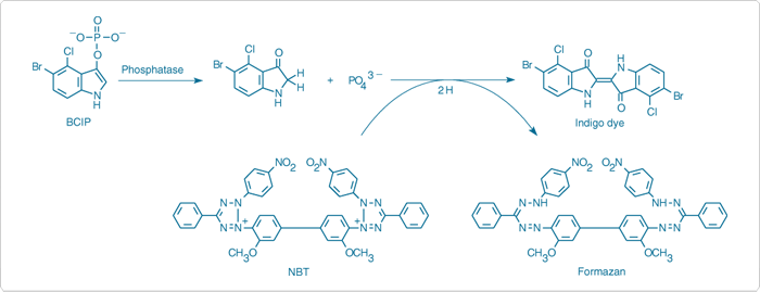 detecting-enzymes.par.62915.image.700.269.1.s000181-enzyme-linked-detection-gif detecting-enzymes.par.62915.image.700.269.1.s000181-enzyme-linked-detection-gif
