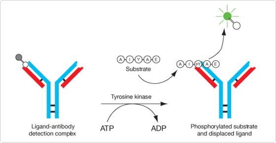 detecting-enzymes.par.47203.image.560.290.1.s002270-tyrosine-kinase-assay-gif detecting-enzymes.par.47203.image.560.290.1.s002270-tyrosine-kinase-assay-gif