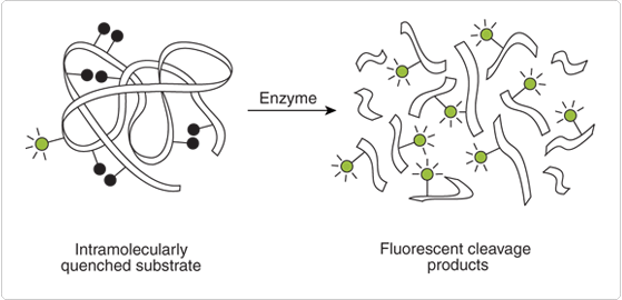 intro-fluorescence-techniques.par.33231.image.559.270.1.s000194-enzyme-intro-fluorescence-gif intro-fluorescence-techniques.par.33231.image.559.270.1.s000194-enzyme-intro-fluorescence-gif