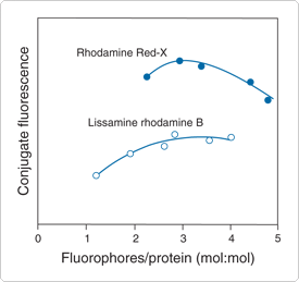 intro-fluorescence-techniques.par.96144.image.275.259.1.s000106-intro-fluorescence-gif intro-fluorescence-techniques.par.96144.image.275.259.1.s000106-intro-fluorescence-gif