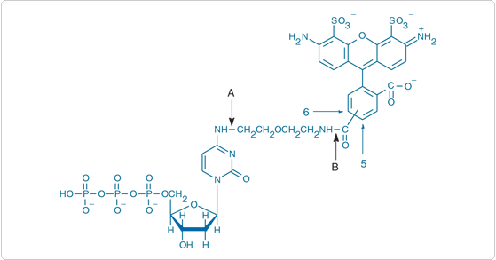 labeling-oligos-nucleic-acids.par.38730.image.559.293.1.s001846-chromatide-alexa-fluor-gif labeling-oligos-nucleic-acids.par.38730.image.559.293.1.s001846-chromatide-alexa-fluor-gif