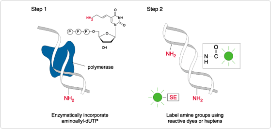 labeling-oligos-nucleic-acids.par.82607.image.559.266.1.s001142-dna-labeling-kits-gif labeling-oligos-nucleic-acids.par.82607.image.559.266.1.s001142-dna-labeling-kits-gif