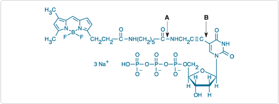 labeling-oligos-nucleic-acids.par.53094.image.559.209.1.s000574-chrom-tide-bodipy-gif labeling-oligos-nucleic-acids.par.53094.image.559.209.1.s000574-chrom-tide-bodipy-gif