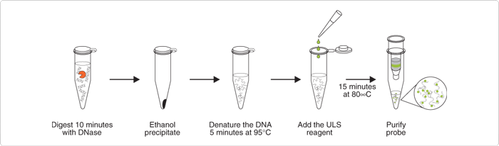 labeling-oligos-nucleic-acids.par.65750.image.700.206.1.s001144-nucleic-acid-labeling-gif labeling-oligos-nucleic-acids.par.65750.image.700.206.1.s001144-nucleic-acid-labeling-gif