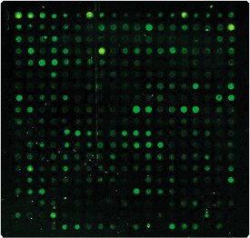 labeling-oligos-nucleic-acids.par.9218.image.275.262.1.s001501-alexa-fluor-546-dye-labeled-cdna-gif labeling-oligos-nucleic-acids.par.9218.image.275.262.1.s001501-alexa-fluor-546-dye-labeled-cdna-gif