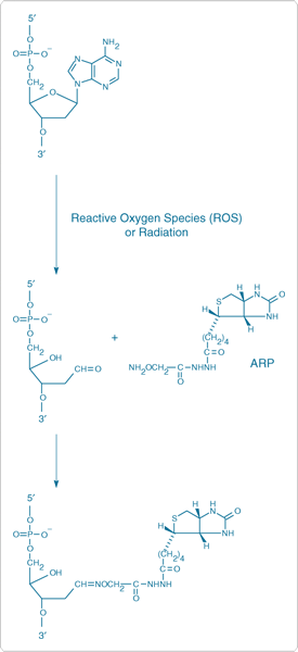 labeling-oligos-nucleic-acids.par.69854.image.275.600.1.s001781-aldehyde-reactive-probe-gif labeling-oligos-nucleic-acids.par.69854.image.275.600.1.s001781-aldehyde-reactive-probe-gif