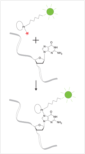 labeling-oligos-nucleic-acids.par.86481.image.275.500.1.s001244-nucleic-acid-labeling-kits-gif labeling-oligos-nucleic-acids.par.86481.image.275.500.1.s001244-nucleic-acid-labeling-kits-gif