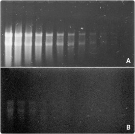 nucleic-acid-detection-electrophoretic-gels.par.71619.image.275.273.1.s000612-glyoxalated-rna-gif nucleic-acid-detection-electrophoretic-gels.par.71619.image.275.273.1.s000612-glyoxalated-rna-gif