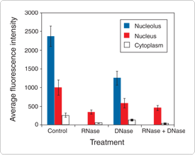 nucleic-acid-stains.par.40154.image.275.219.1.s002277-artery-endothelial-cells-gif nucleic-acid-stains.par.40154.image.275.219.1.s002277-artery-endothelial-cells-gif
