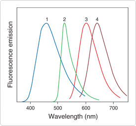 nucleic-acid-stains.par.97988.image.275.254.1.s000168-acridine-orange-gif nucleic-acid-stains.par.97988.image.275.254.1.s000168-acridine-orange-gif