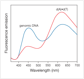 nucleic-acid-stains.par.1356.image.275.258.1.s001776-fluorescence-spectra-hydroxystilbamidine-gif nucleic-acid-stains.par.1356.image.275.258.1.s001776-fluorescence-spectra-hydroxystilbamidine-gif