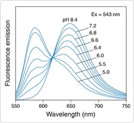 probes-near-neutral-ph.par.17084.image.275.253.1.s001484-fluorescence-emission-spectra-gif probes-near-neutral-ph.par.17084.image.275.253.1.s001484-fluorescence-emission-spectra-gif