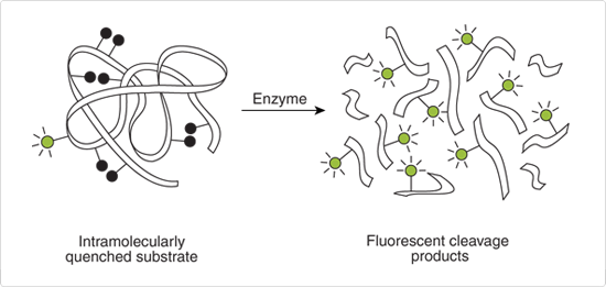 probes-following-receptor-binding.par.44017.image.550.261.1.s000194-intramolecular-self-quenching-gif probes-following-receptor-binding.par.44017.image.550.261.1.s000194-intramolecular-self-quenching-gif