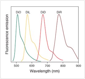 dialkylcarbocyanine.par.12267.image.275.257.1.s000980-normalized-fluorescence-gif dialkylcarbocyanine.par.12267.image.275.257.1.s000980-normalized-fluorescence-gif
