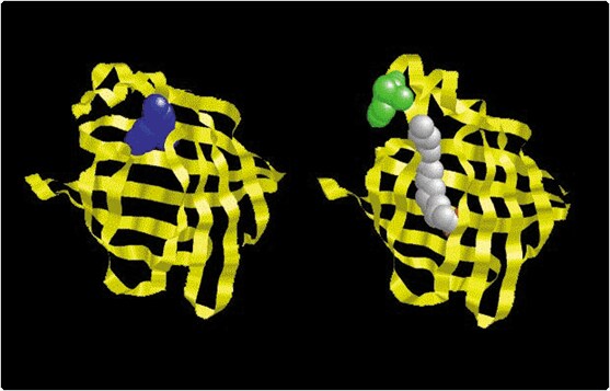 fatty-acid-analogs-phospholipids.par.34147.image.557.357.1.s001387-ribbon-representation-gif fatty-acid-analogs-phospholipids.par.34147.image.557.357.1.s001387-ribbon-representation-gif