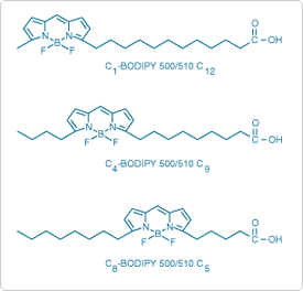 fatty-acid-analogs-phospholipids.par.91829.image.275.264.1.s001013-positional-shift--fluorophore-gif fatty-acid-analogs-phospholipids.par.91829.image.275.264.1.s001013-positional-shift--fluorophore-gif