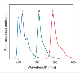 probes-lysosomes.par.26764.image.275.254.1.s000227-fluorescence-emission-spectra-gif probes-lysosomes.par.26764.image.275.254.1.s000227-fluorescence-emission-spectra-gif