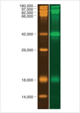 multiplexed-proteomics-technology.par.97305.image.275.387.1.s001983-glycosylated-proteins-gif multiplexed-proteomics-technology.par.97305.image.275.387.1.s001983-glycosylated-proteins-gif