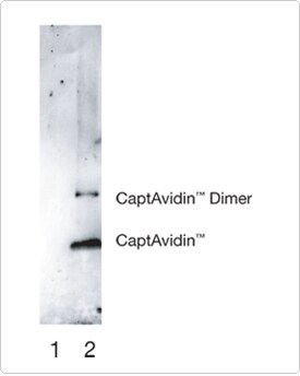 multiplexed-proteomics-technology.par.33083.image.275.344.1.s001616-rabbit-anti-nitrotyrosine-antibody-gif multiplexed-proteomics-technology.par.33083.image.275.344.1.s001616-rabbit-anti-nitrotyrosine-antibody-gif