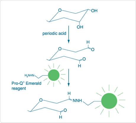 multiplexed-proteomics-technology.par.43183.image.460.418.1.s001705-detecting-glycoproteins-gif multiplexed-proteomics-technology.par.43183.image.460.418.1.s001705-detecting-glycoproteins-gif