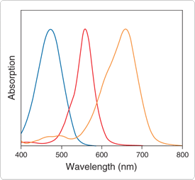 peptide-analysis-reagents.par.12518.image.275.254.1.s001518-absorption-spectra-gif peptide-analysis-reagents.par.12518.image.275.254.1.s001518-absorption-spectra-gif