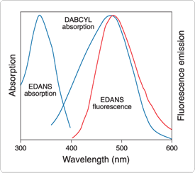 peptide-analysis-reagents.par.83516.image.275.244.1.s000204-fluorescence-dabcyl-absorption-gif peptide-analysis-reagents.par.83516.image.275.244.1.s000204-fluorescence-dabcyl-absorption-gif