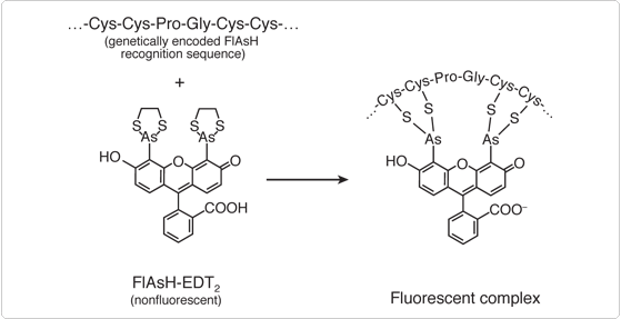 thiol-reactive-probes-visible-light.par.45454.image.559.287.1.s003263-fluorescent-complex-gif thiol-reactive-probes-visible-light.par.45454.image.559.287.1.s003263-fluorescent-complex-gif