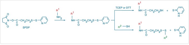 chemical-crosslinking-reagents.par.21304.image.725.173.1.s000128-spdp-derivatization-reactions-gif chemical-crosslinking-reagents.par.21304.image.725.173.1.s000128-spdp-derivatization-reactions-gif