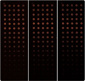 phycobiliproteins.par.60047.image.275.263.1.s001796-dna-microarray-gif phycobiliproteins.par.60047.image.275.263.1.s001796-dna-microarray-gif