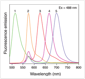 phycobiliproteins.par.50968.image.275.256.1.s001744-alexa-fluor-488-gif phycobiliproteins.par.50968.image.275.256.1.s001744-alexa-fluor-488-gif