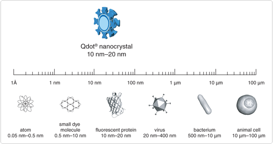 qdot-nanocrystals.par.98172.image.559.294.1.s002757-qdot-nanocrystals-gif qdot-nanocrystals.par.98172.image.559.294.1.s002757-qdot-nanocrystals-gif