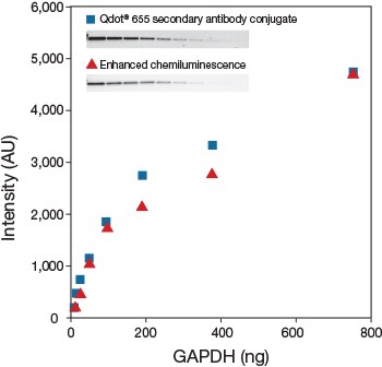 s008230-bioprobes-69-western-fig1 s008230-bioprobes-69-western-fig1