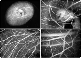 qdot-nanocrystals.par.60257.image.275.198.1.s002753-qtracker-quantum-dots-gif qdot-nanocrystals.par.60257.image.275.198.1.s002753-qtracker-quantum-dots-gif