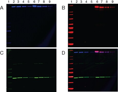s008231-bioprobes-69-western-fig2 s008231-bioprobes-69-western-fig2