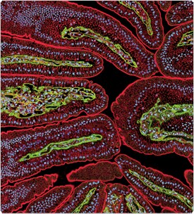 qdot-nanocrystals.par.30515.image.275.304.1.s002776-qdot-secondary-antibody-conjugates-gif qdot-nanocrystals.par.30515.image.275.304.1.s002776-qdot-secondary-antibody-conjugates-gif