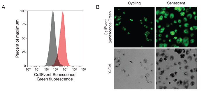Figure 1. Detection of senescent cells with CellEvent Senescence Green Probe by flow cytometry and fluorescence imaging. flow-cytometry-histogram-showing-senescent-and-non-senescent-cell-populations-and-2-panel-fluorescently-stained-cycling-and-senescent-cells-compared-to-colorimetric-x-gal-method